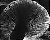 Edward Weston. Mushroom. 1940.jpg