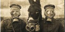 La follia della Grande Guerra. Documenti dell'Ospedale psichiatrico di Padova 1915-1918