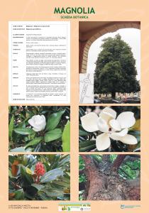 Scheda di approfondimento della mostra A 100 anni dalla nascita: Città Giardino, viale IV Novembre, Padova