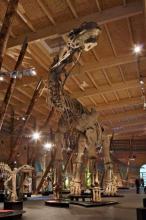 DINOSAURI. Giganti dall'Argentina-Argentinosaurus