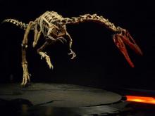 DINOSAURI. Giganti dall'Argentina-Austroraptor
