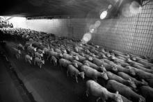 TRANSHUMANCE. Fotografie di Francesca Todde