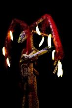 INANIMUS. Un bestiario contemporaneo. Mostra Tassidermia Artistica INANIMUS. Un bestiario contemporaneo. Mostra Tassidermia Artistica