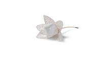 Physalis Alkakengi di Elisabetta Nevola